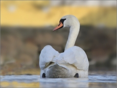 <p>Labuť velká (Cygnus olor) –--- /Mute schwan – Höckerschwan/</p>